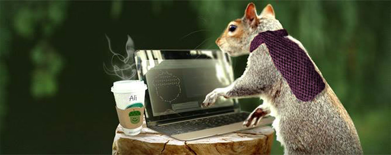404 Page Squirrel